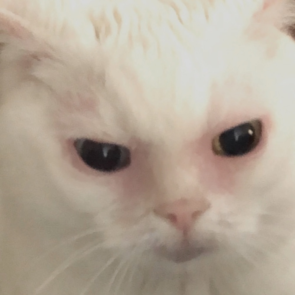 Meet your Posher, Momo